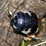 Tritomegas bicolor  11652__26CHS00538o