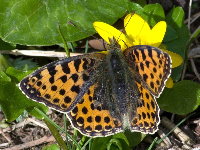 Issoria lathonia  11653__26CHU00717y