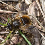 Tachina lurida  11654__26CHA00663o