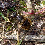 Tachina lurida  11655__26CHA00664o