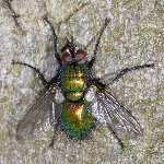 Gymnocheta viridis  11656__26CHU00687o