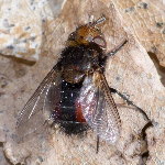 Gonia divisa  11658__26CHA00439o