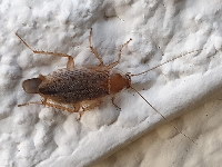 Ectobius vittiventris  11659__RS-SH151