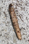 Taleporia tubulosa  11660__26CHU00768x