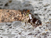 Taleporia tubulosa  11661__26CHU00770x