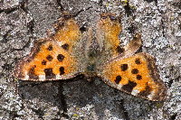 Nymphalis polychloros  11662__26CHA00815o