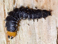 Lygistopterus sanguineus  11663__26CHA00264o