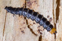 Lygistopterus sanguineus  11664__26CHA00430o
