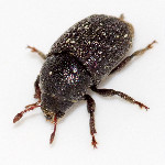 Hylesinus crenatus  11667__26CHM01302o