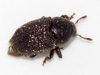 Hylesinus crenatus  11668__26CHM01293o