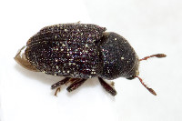 Hylesinus crenatus  11669__26CHM01306o