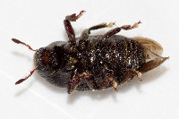 Hylesinus crenatus  11670__26CHM01296o