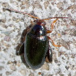 Psylliodes chrysocephala  11672__26CHU01246o