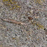 Neides tipularius  11673__26CHU01188x