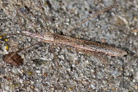 Neides tipularius  11674__26CHU01188z
