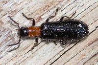 Tillus elongatus  11675__26CHA01719o