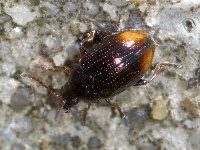 Hippuriphila modeeri  11676__26CHU02244o