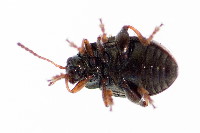 Hippuriphila modeeri  11677__26CHU02294o