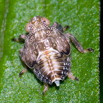 Issus sp.  11678__26CHZ02198x