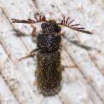 Ptilinus pectinicornis  11680__26CHA02648o