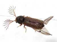 Ptilinus pectinicornis  11682__26CHA02695o