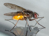 Phaonia subventa  11686__26CHM01558x