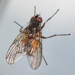 Phaonia subventa  11687__26CHM01563o