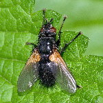 Zophomyia temula  11688__26CHS02734o
