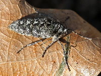 Phigalia pilosaria  11689__SA-SH154