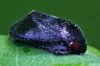 Penthimia nigra  11692__MF-SH155