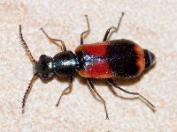 Anthocomus equestris  11693__26CHM03494o