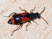 Anthocomus equestris  11694__26CHM03493o