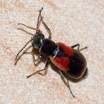 Anthocomus equestris  11695__26CHM03491o