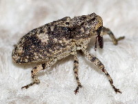 Gasterocercus depressirostris  11696__26CHM03687o