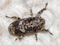 Gasterocercus depressirostris  11697__26CHM03689o