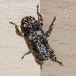 Gasterocercus depressirostris  11698__26CHM03753o