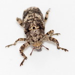 Gasterocercus depressirostris  11699__26CHM03763o