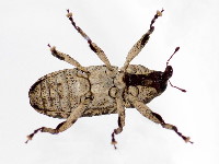 Gasterocercus depressirostris  11700__26CHM03767o