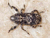 Gasterocercus depressirostris  11701__26CHM03822o