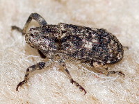 Gasterocercus depressirostris  11702__26CHM03824o