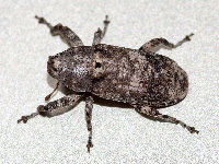 Gasterocercus depressirostris  11703__26CHM03896o