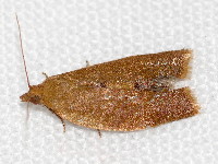 Clepsis consimilana  11705__26CHM03962o