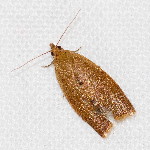 Clepsis consimilana  11706__26CHM03948x