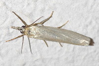 Crambus perlella  11707__26CHM04002o