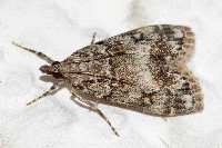 Eudonia lacustrata  11708__26CHM03959o