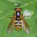 Chrysotoxum verralli  11709__26CHU04112x