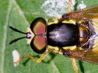 Chrysotoxum verralli  11710__26CHU04113x