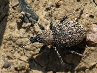 Otiorhynchus ligustici  11711__SA-SH156