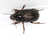 Zabrus tenebrioides  11712__26CHU04136o