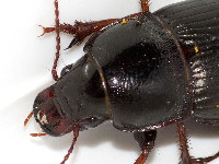 Zabrus tenebrioides  11713__26CHU04135o